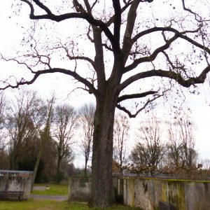 Le frêne du cimetière de Goddelau en décembre 2024 – le vestige de la branche cassée lors de la tempête de 2020 est clairement visible à droite, à la base de la cime. Photo : Matthias Harnisch