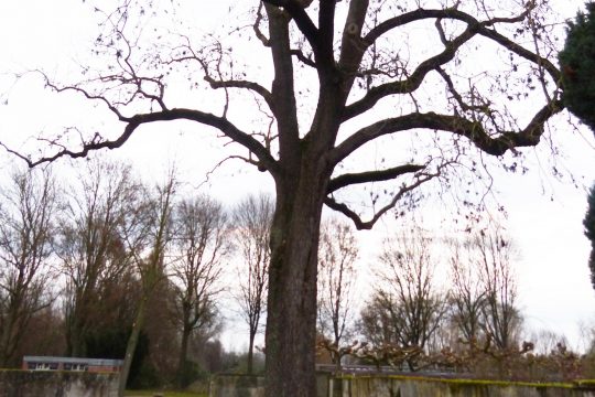 The ash in the Goddelau cemetery in December 2024 - clearly on the right of the crown approach the rest of the ART broken down in the Sturm 2020 is clearly recognizable. Photo: Matthias Harnisch