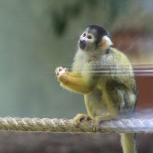 Un petit singe au vivarium du zoo. Photo : Arthur Schönbein