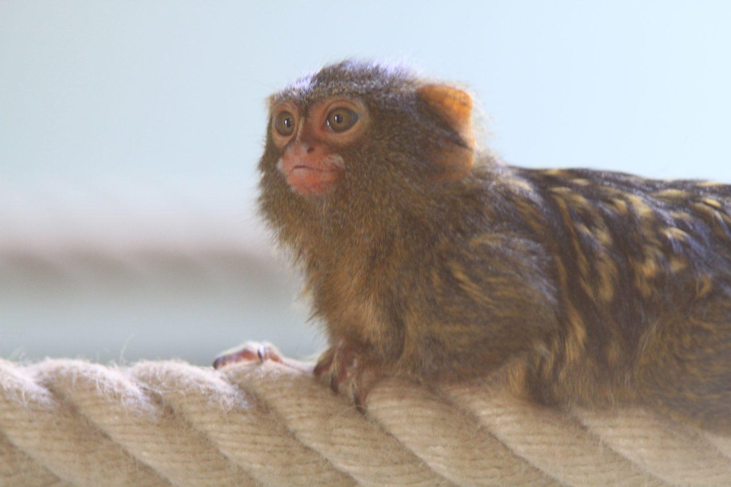 Mała małpa w zoo Vivarium. Zdjęcie: Arthur Schönbein
