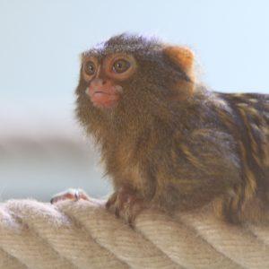 Mała małpka w zoo Vivarium. Zdjęcie: Arthur Schönbein