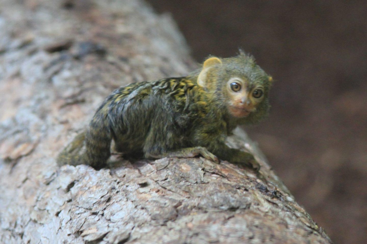 Small monkey in the Vivarium Zoo. Photo: Arthur Schönbein