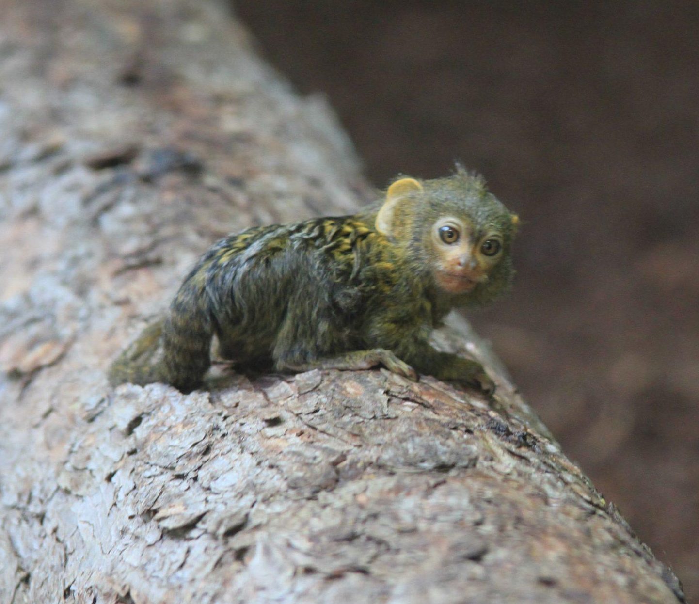 Kleines Äffchen im Zoo Vivarium. Foto: Arthur Schönbein