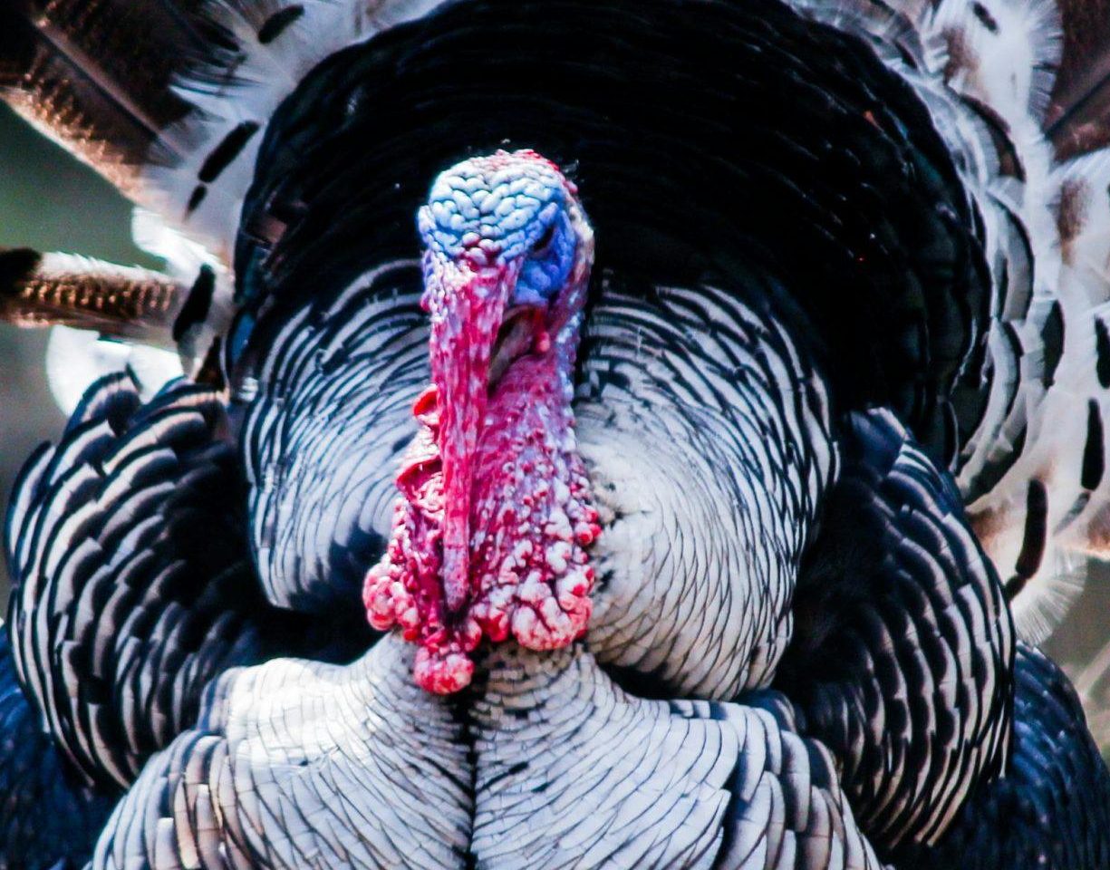 pavo