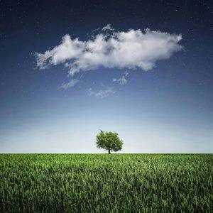 arbre