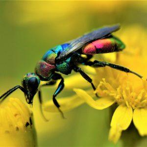 Strefa dorosłych osobników: Kolorowa osa kukułkowa (Hedychrum rutilans) w biotopie Postsiedlung w Darmstadt. Zdjęcie: Jan Becker
