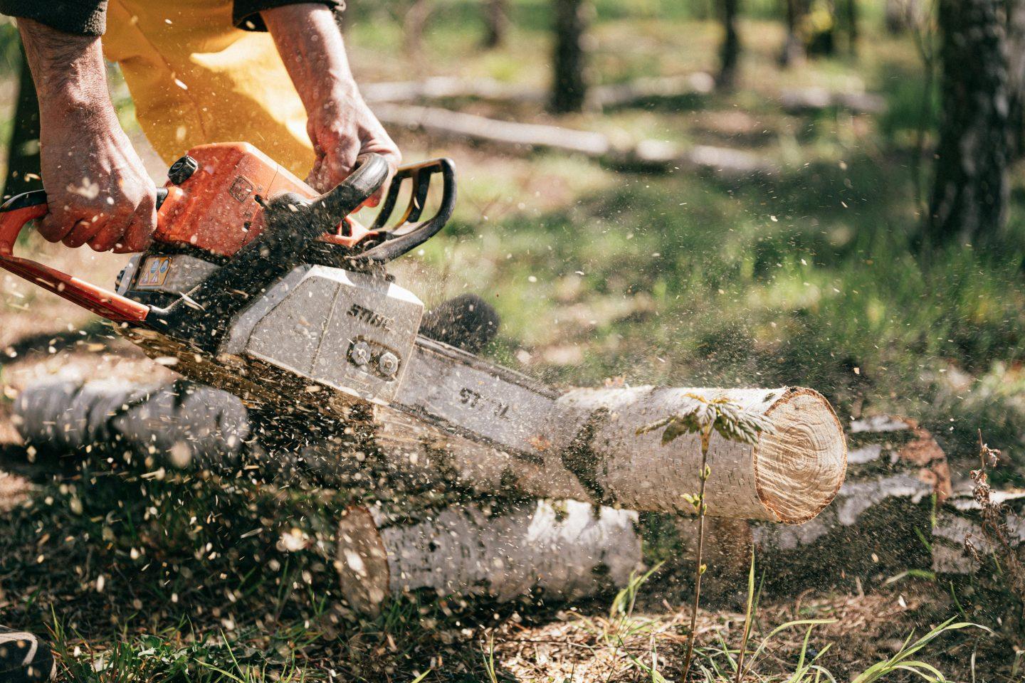 Forest work