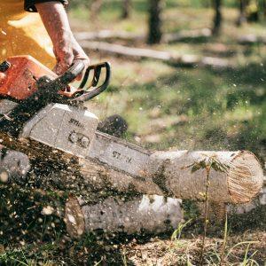 lavori forestali