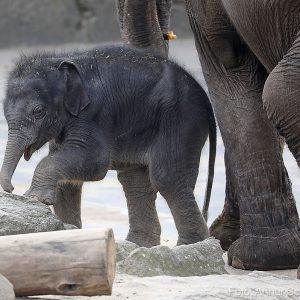 Köln Hayvanat Bahçesi'ndeki bebek fil. Fotoğraf: Arthur Schönbein