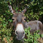 Donkey Back out of the winter quarters. Photo: Press Griesheim