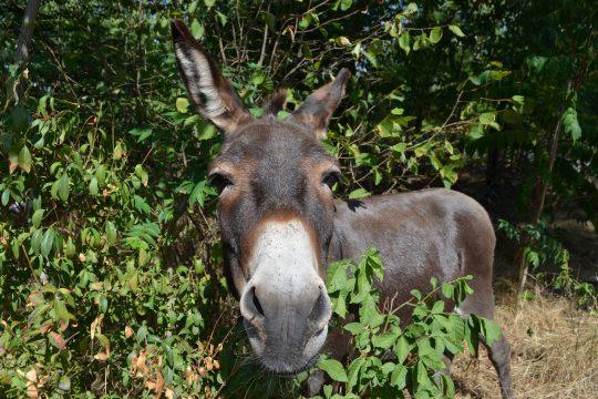 Donkey Back out of the winter quarters. Photo: Press Griesheim