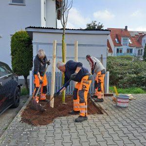 Piantagione di alberi in Viktoriastraße. Foto: Ufficio stampa di Griesheim
