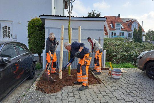 Tree planting in Viktoriastraße. Photo: Press Griesheim