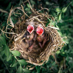Birds nest breeding season
