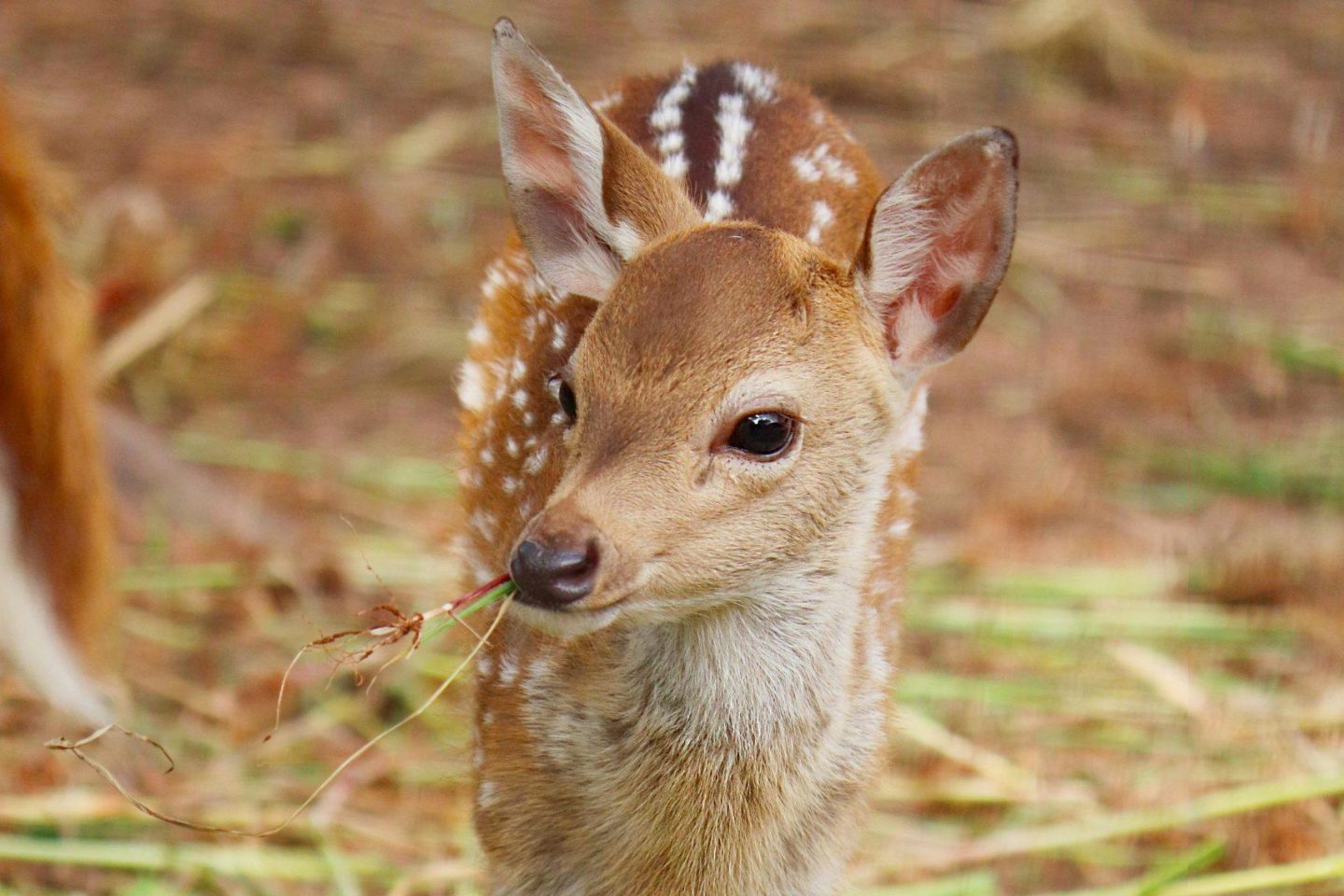 fawn