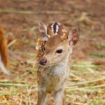 fawn
