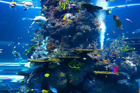 aquarium