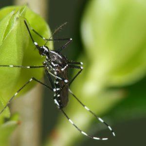 Ae.albopictus_Björn Pluskota