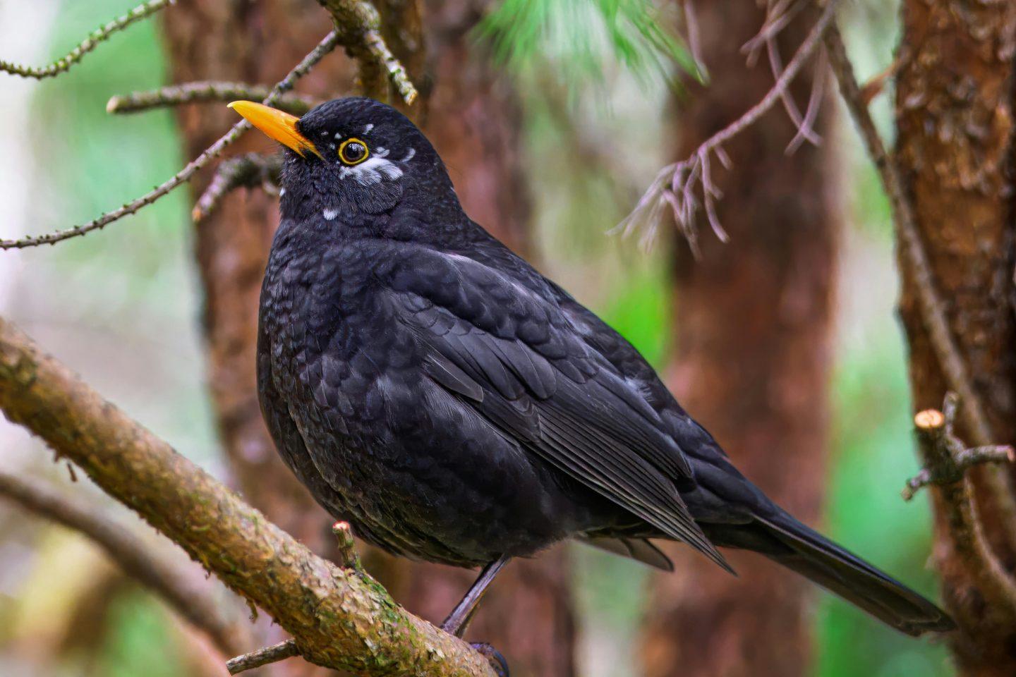 Amsel Vogel Garten Natur Umwelt