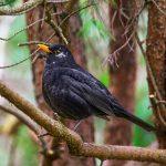 Amsel Vogel Garten Natur Umwelt