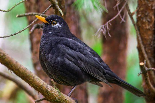Amsel Vogel Garten Natur Umwelt