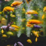 aquarium
