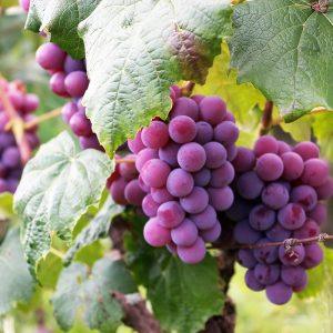 Vino, uvas