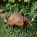 armadillo