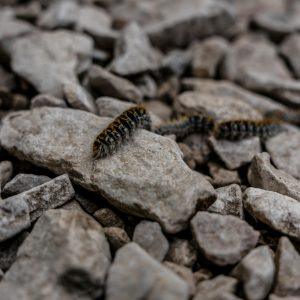 processionaria della quercia