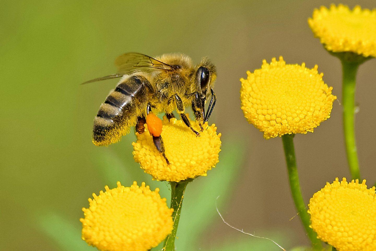 bee