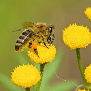 abeille
