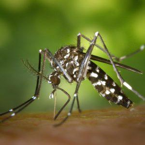 Tiger mosquito