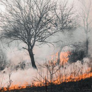 Incendie de forêt