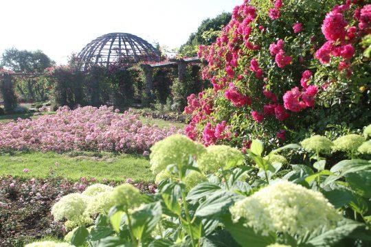 Rose height Rosarium Photo: Arthur Schönbein