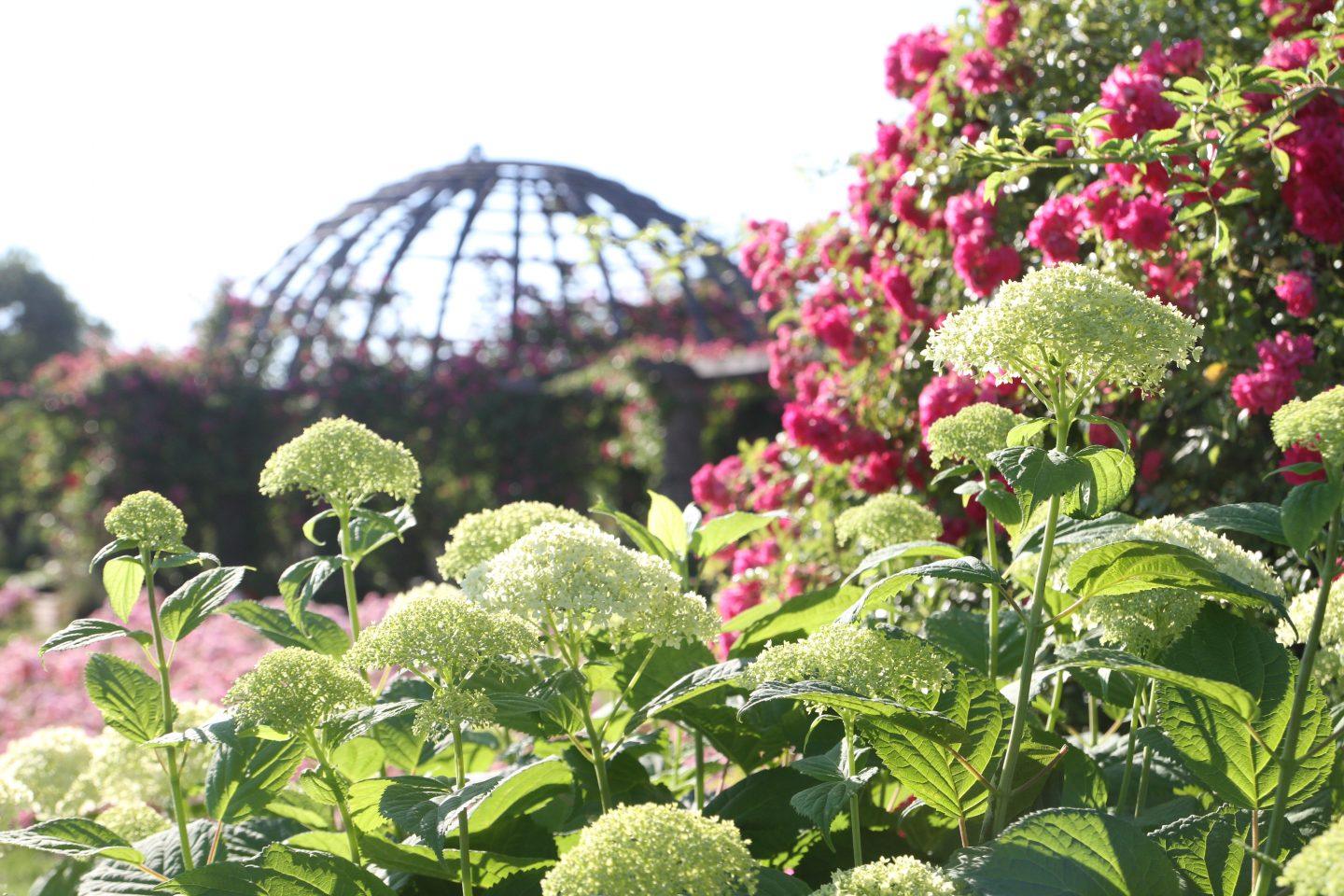 Rosario de Rosenhöhe Foto: Arthur Schönbein