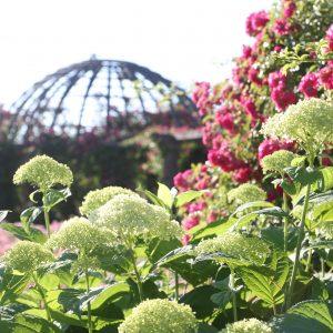 Rosenhöhe Rosarium Fotoğraf: Arthur Schönbein
