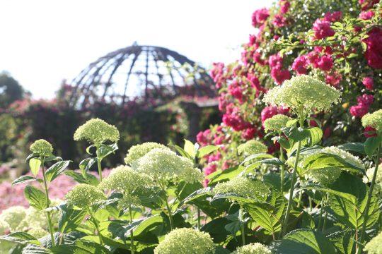 Rosenhöhe Rosarium Foto: Arthur Schönbein