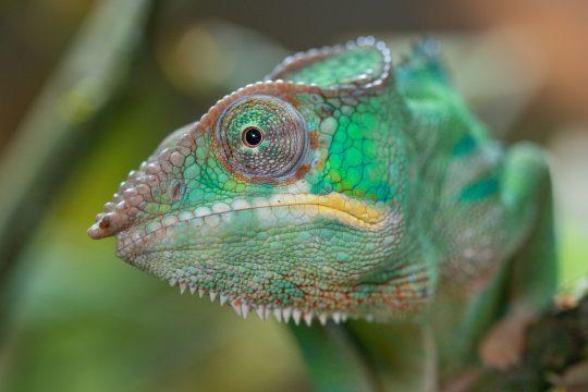 Fotoğraf: Panterchameleon. Görüntü Kaynağı: Hayvanat Bahçesi Vivarium, R. Mink