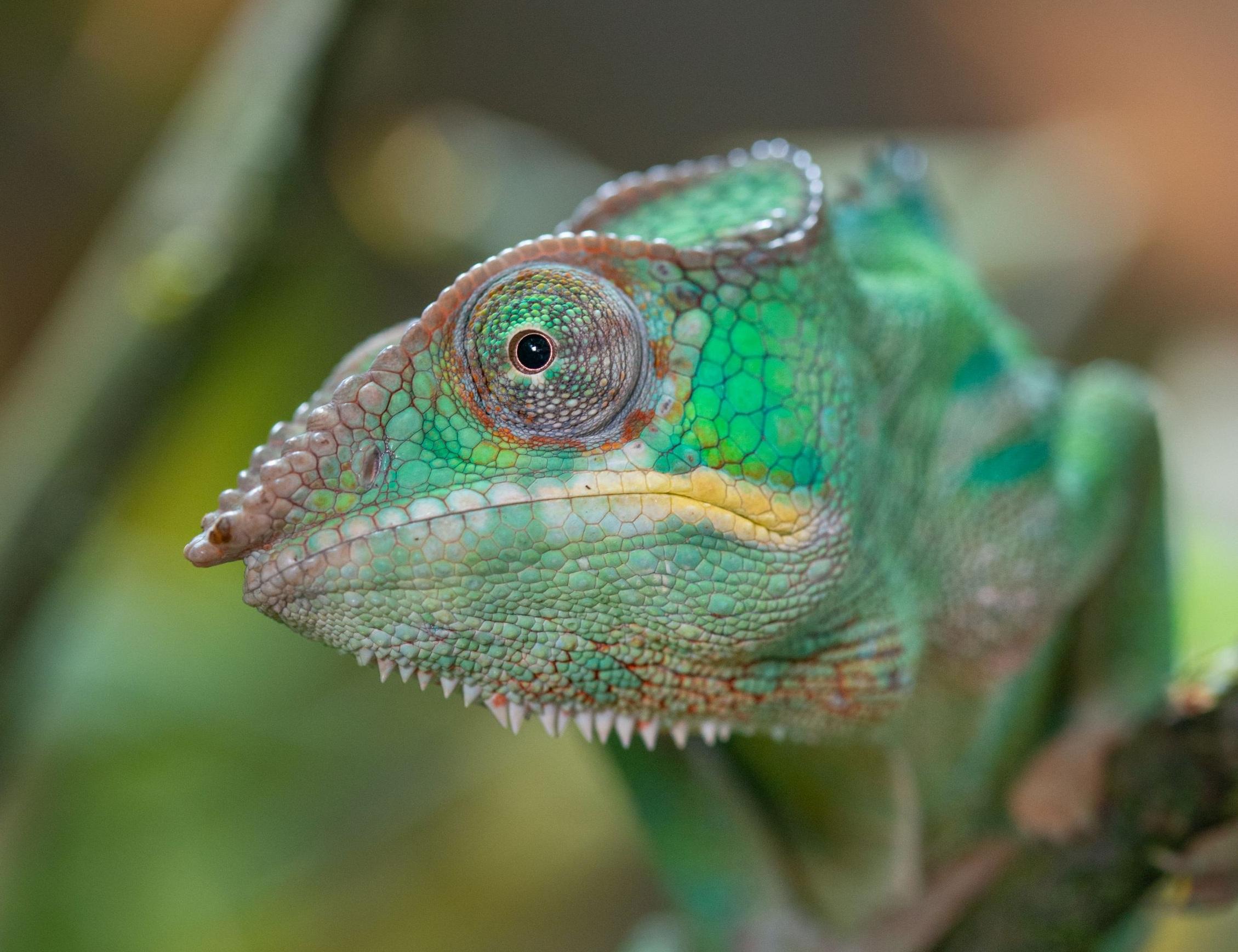 Foto: Pantherchamäleon. Bildquelle: Zoo Vivarium, R. Mink