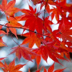 Foglie d'albero, fogliame autunnale