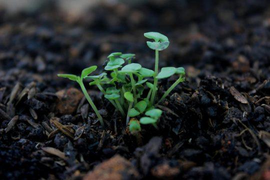 Piante vegetali