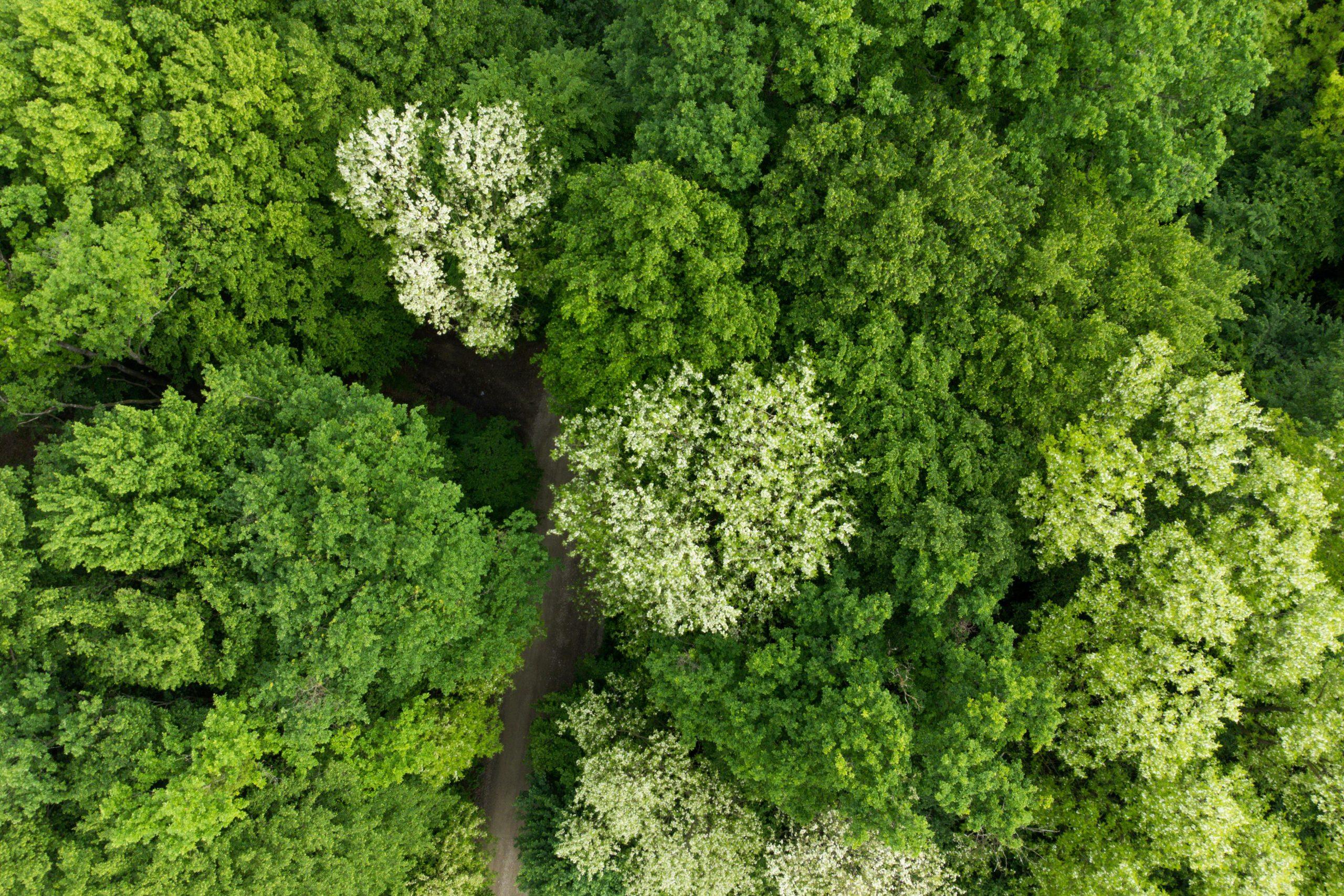 Wald Bio Natur Bäume
