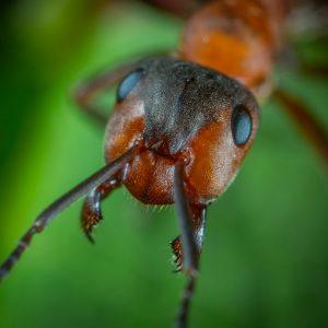 ant