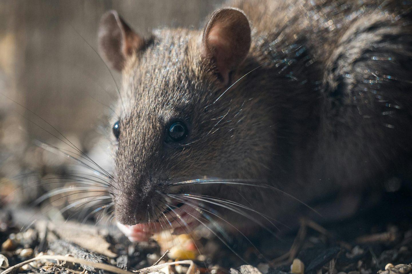rat