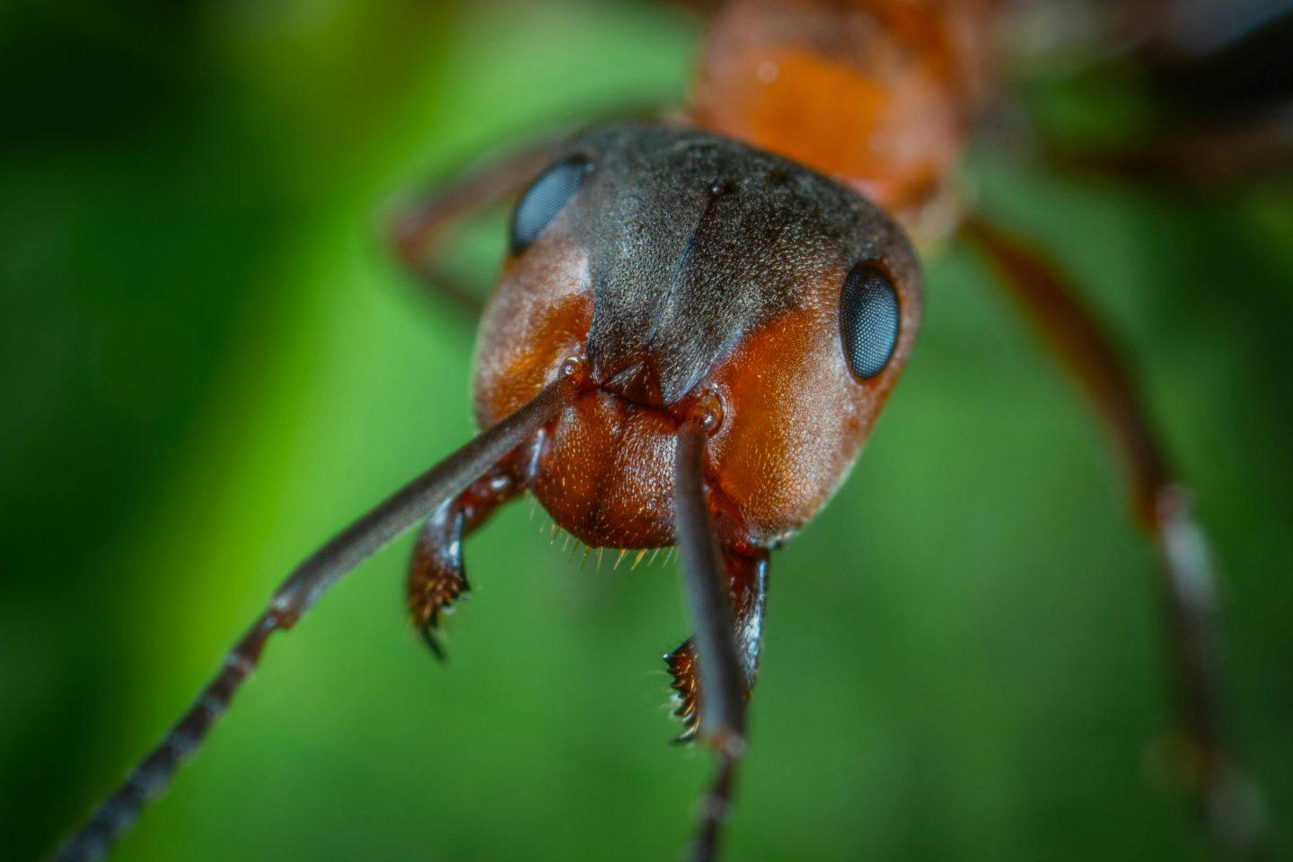 hormiga