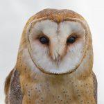 Barley owl