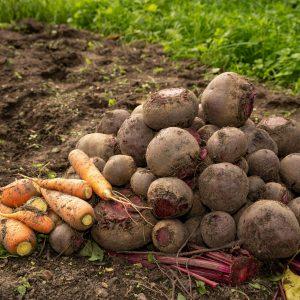 hortalizas de jardinería