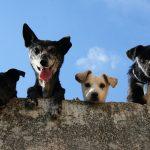 Dog Dogs