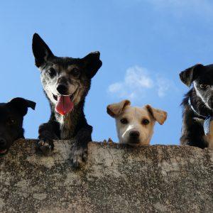 Hund Hunde