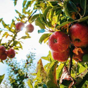 Apples Apple